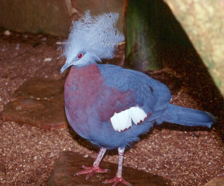 Goura scheepmakeri